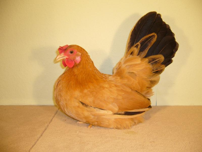 Muenster 2008 583.jpg - Chabo gelb mit schwarzen Schwanz Felix Naumann Preis Hv 96 KVE